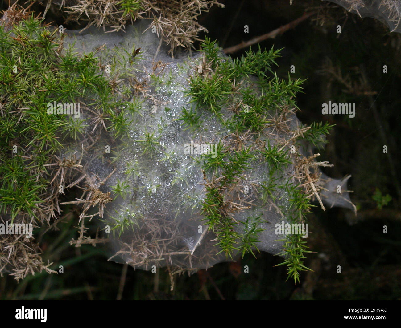 Gorse spider mite web, Cornwall, UK Stock Photo