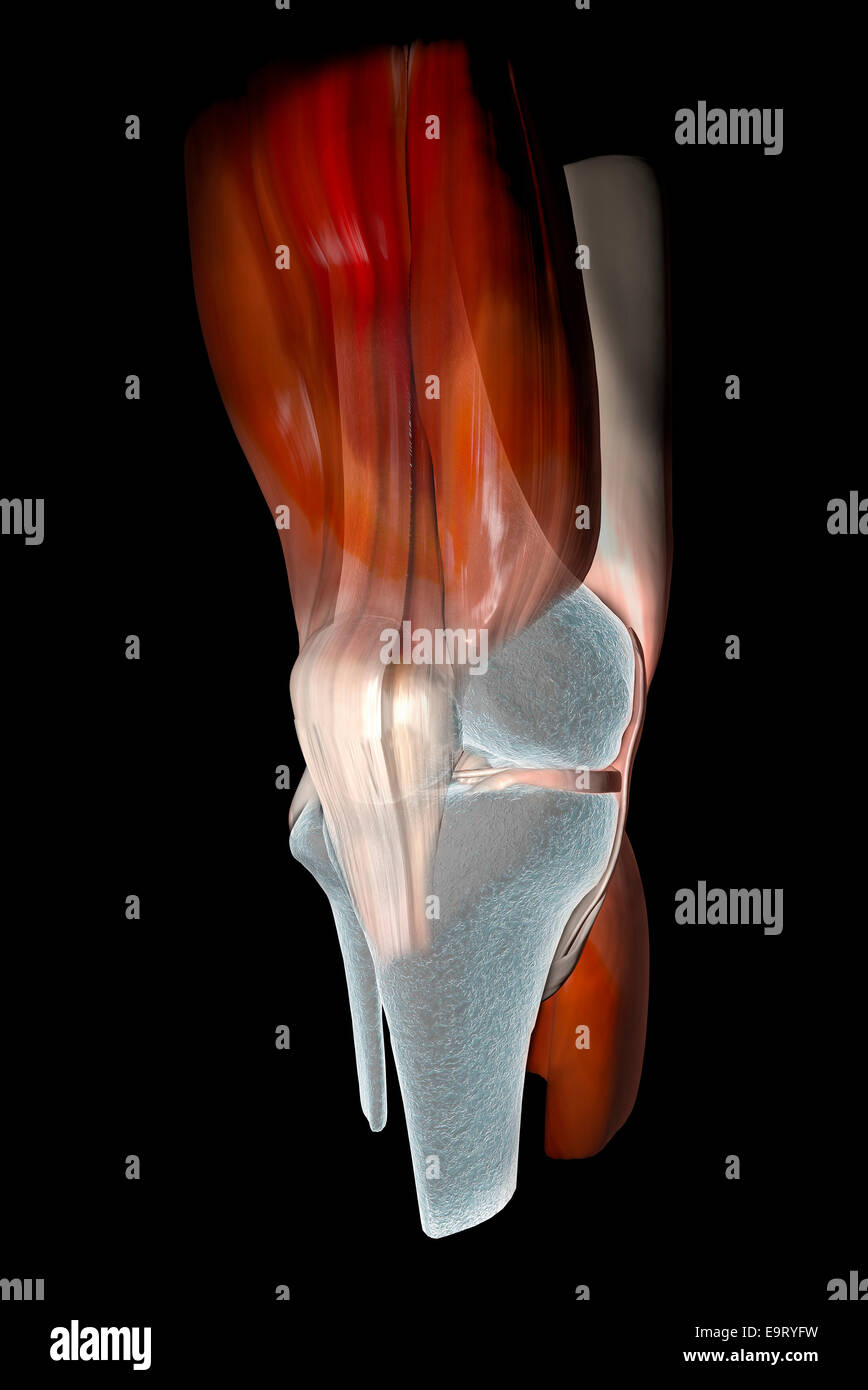3d Knee ligaments, tendons, bones, muscles xray Stock Photo Alamy