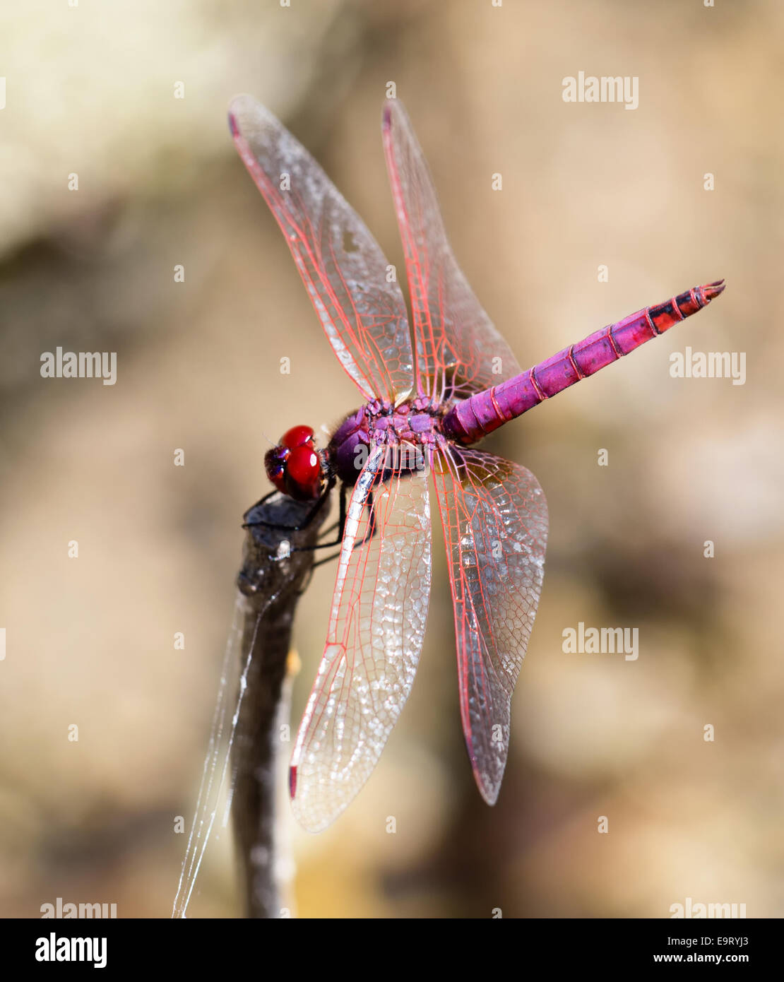 Trithemis annulata, the Violet Dropwing, at rest, Rethymnon praefecture, Crete, Greece, August 2014. Stock Photo