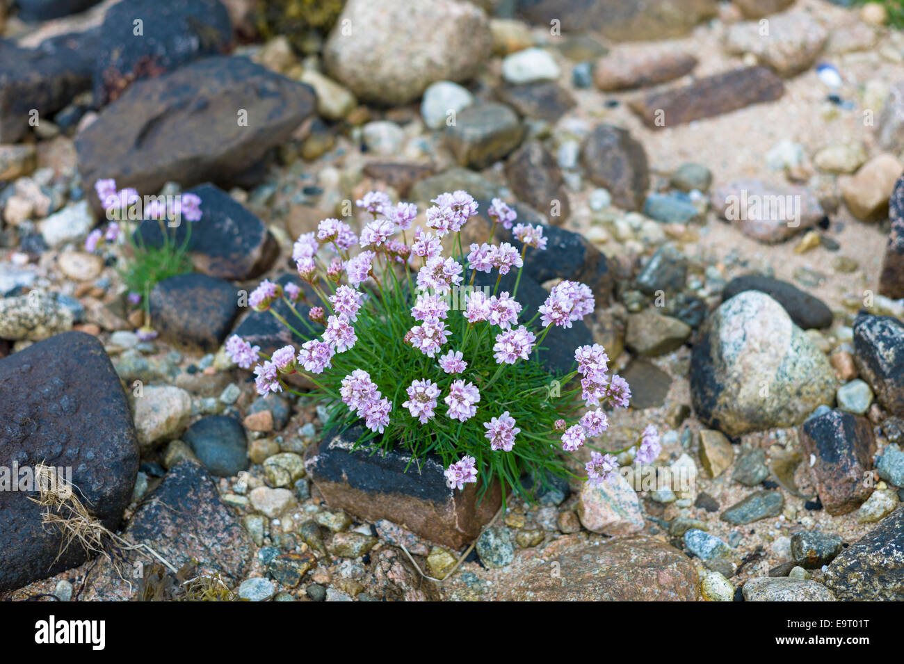 Coastal wildflowers, Sea Thrift or Sea Pink - Armeria maritima - on rock boulders on shoreline in Argyll, Western SCOTLAND Stock Photo