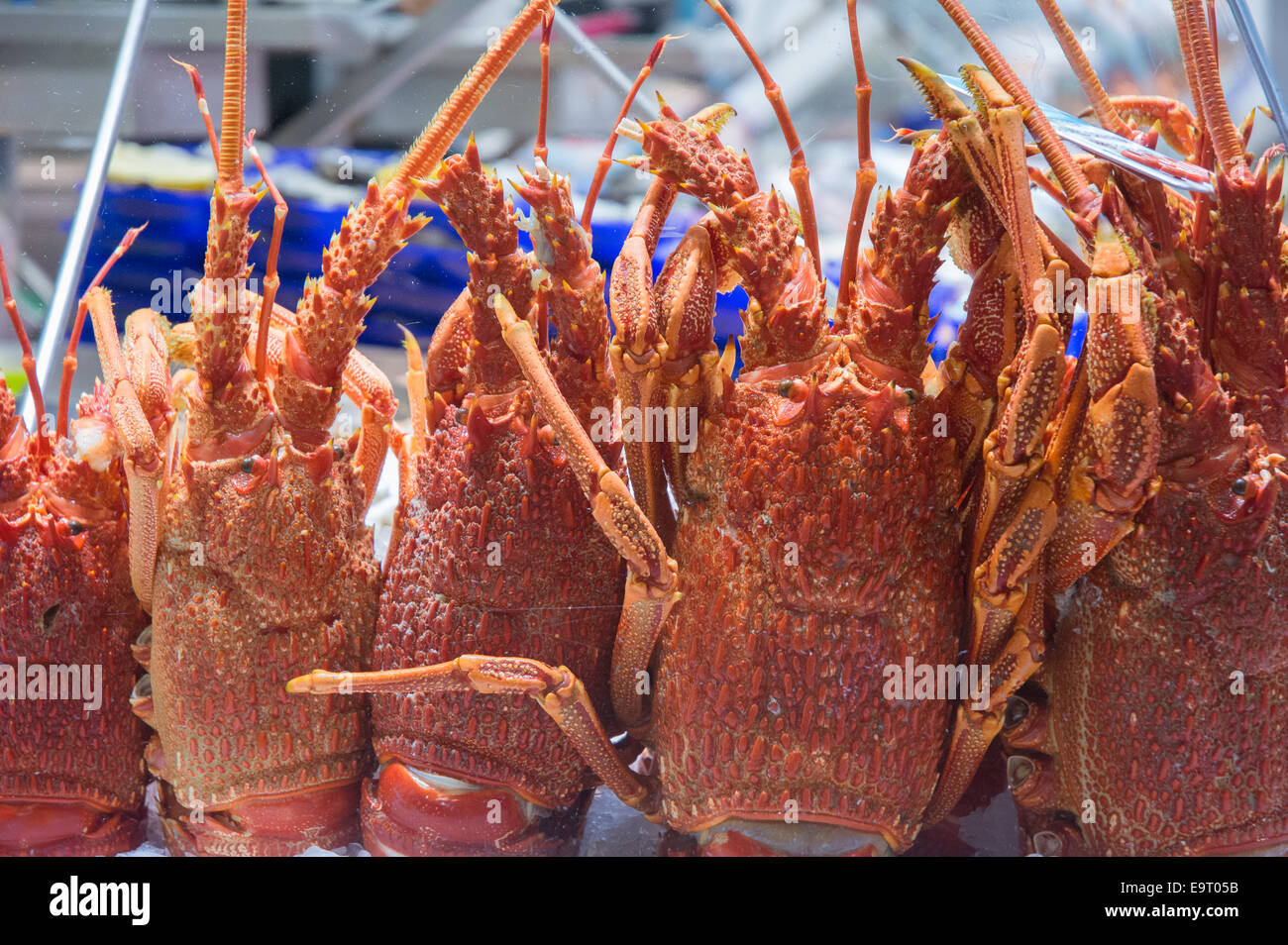 Australian spiny lobster hires stock photography and images Alamy