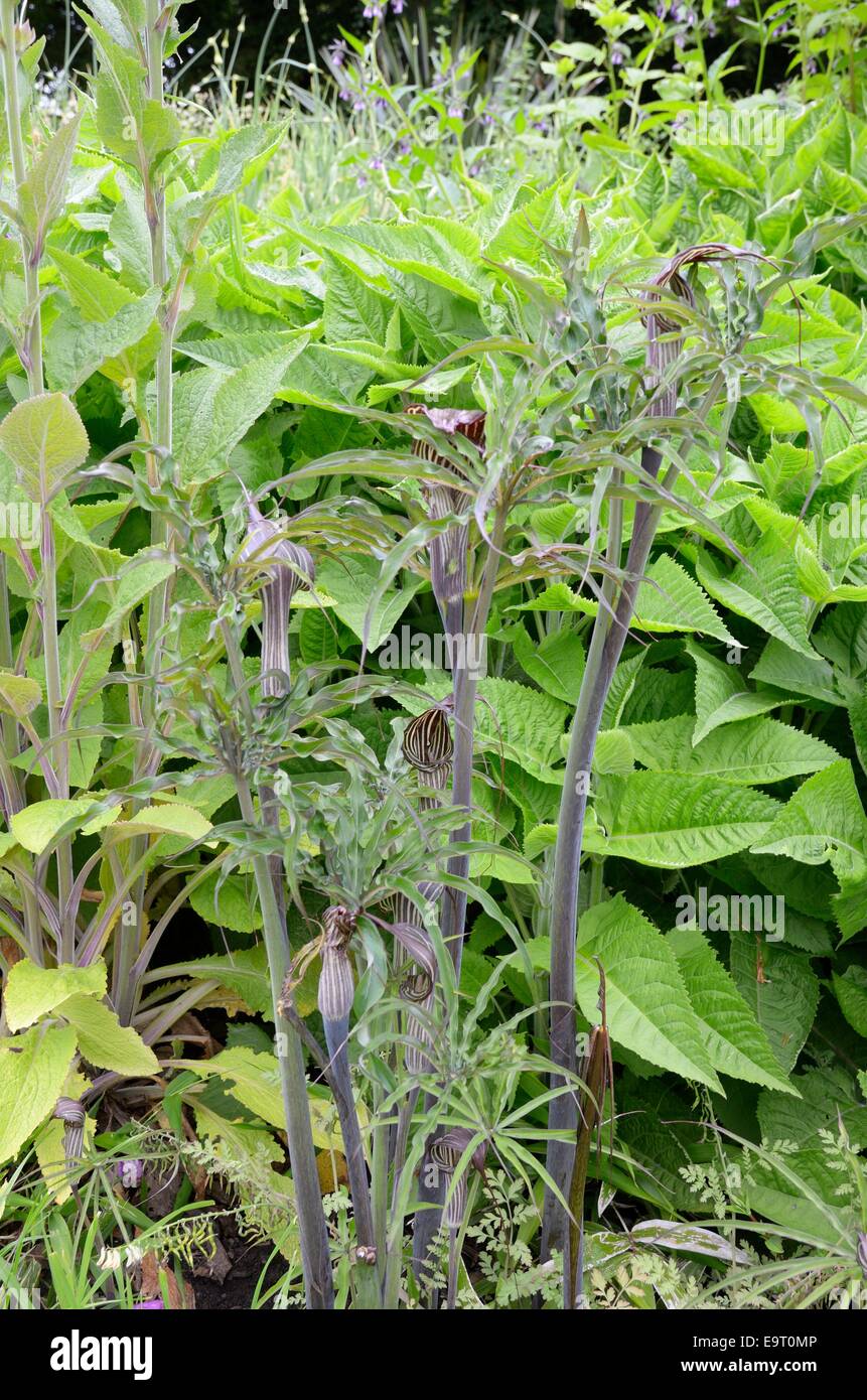 Arisaema consanguineum flowering in a bog garden Stock Photo