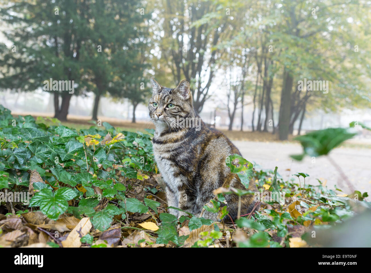 cat hunting in city park Stock Photo - Alamy