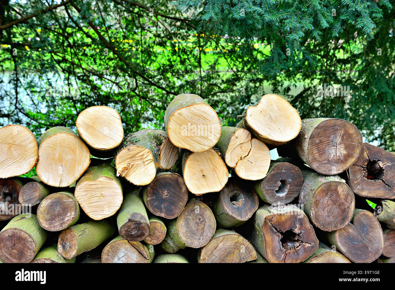 stack of wood in forest Stock Photo Alamy