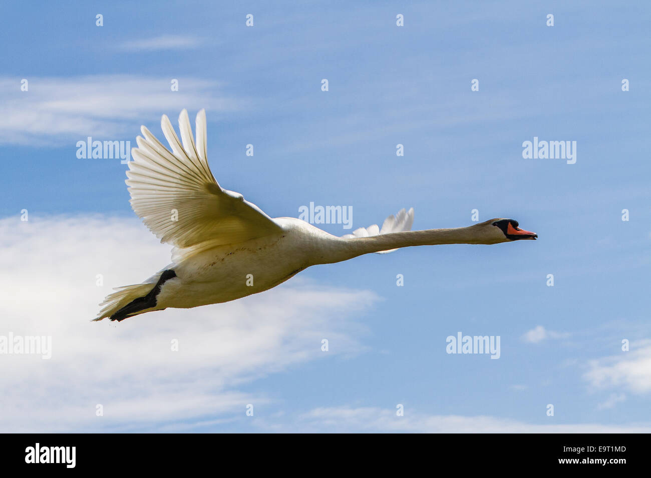A Mute Swan in flight Stock Photo Alamy