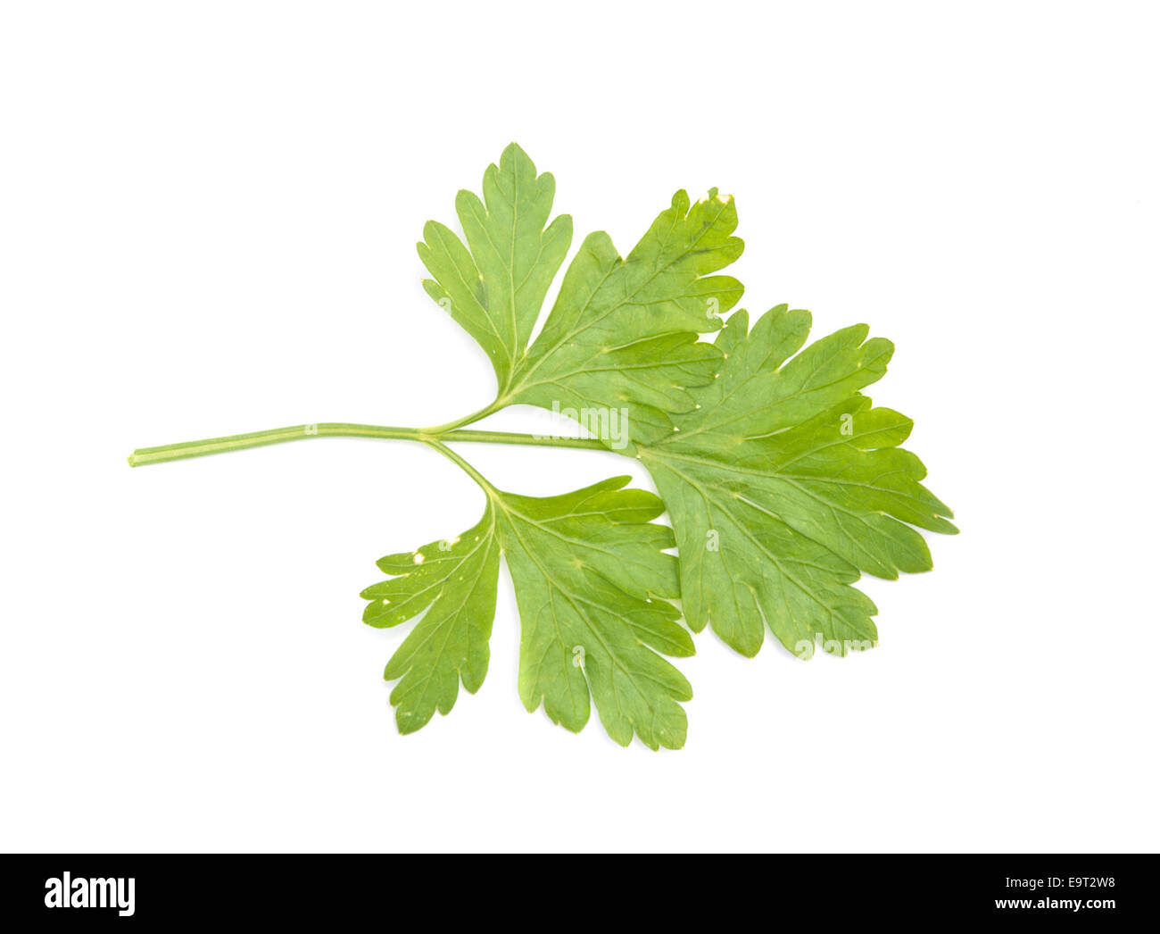 sprig of parsley is isolated on white background Stock Photo