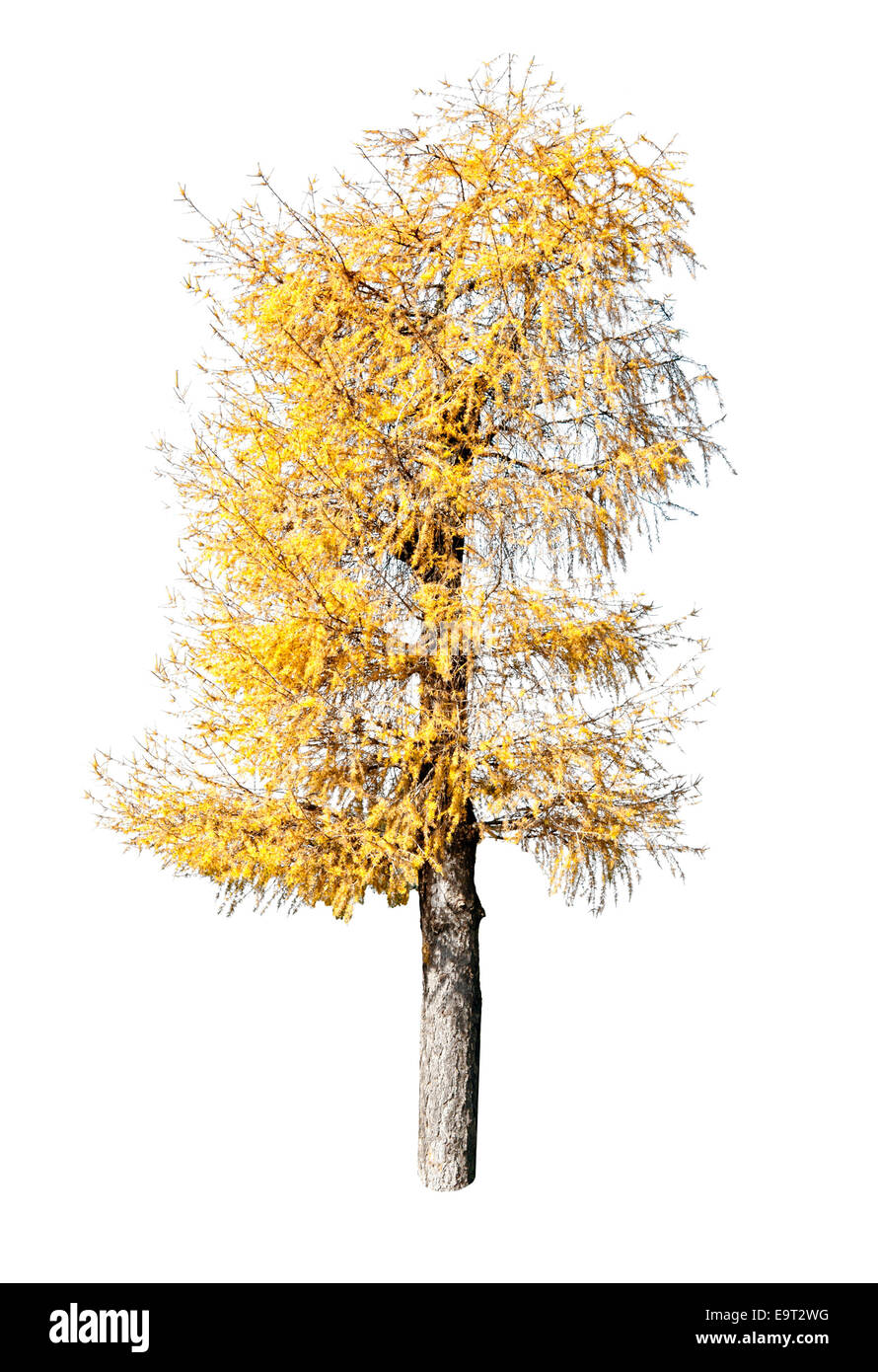 yellow fir tree isolated on white background Stock Photo