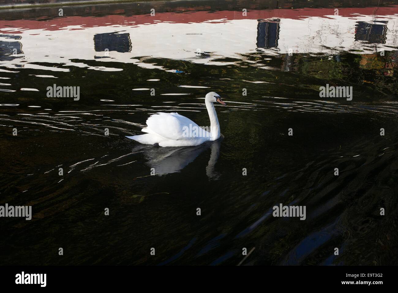 swan with barge as backdrop in reflection Stock Photo