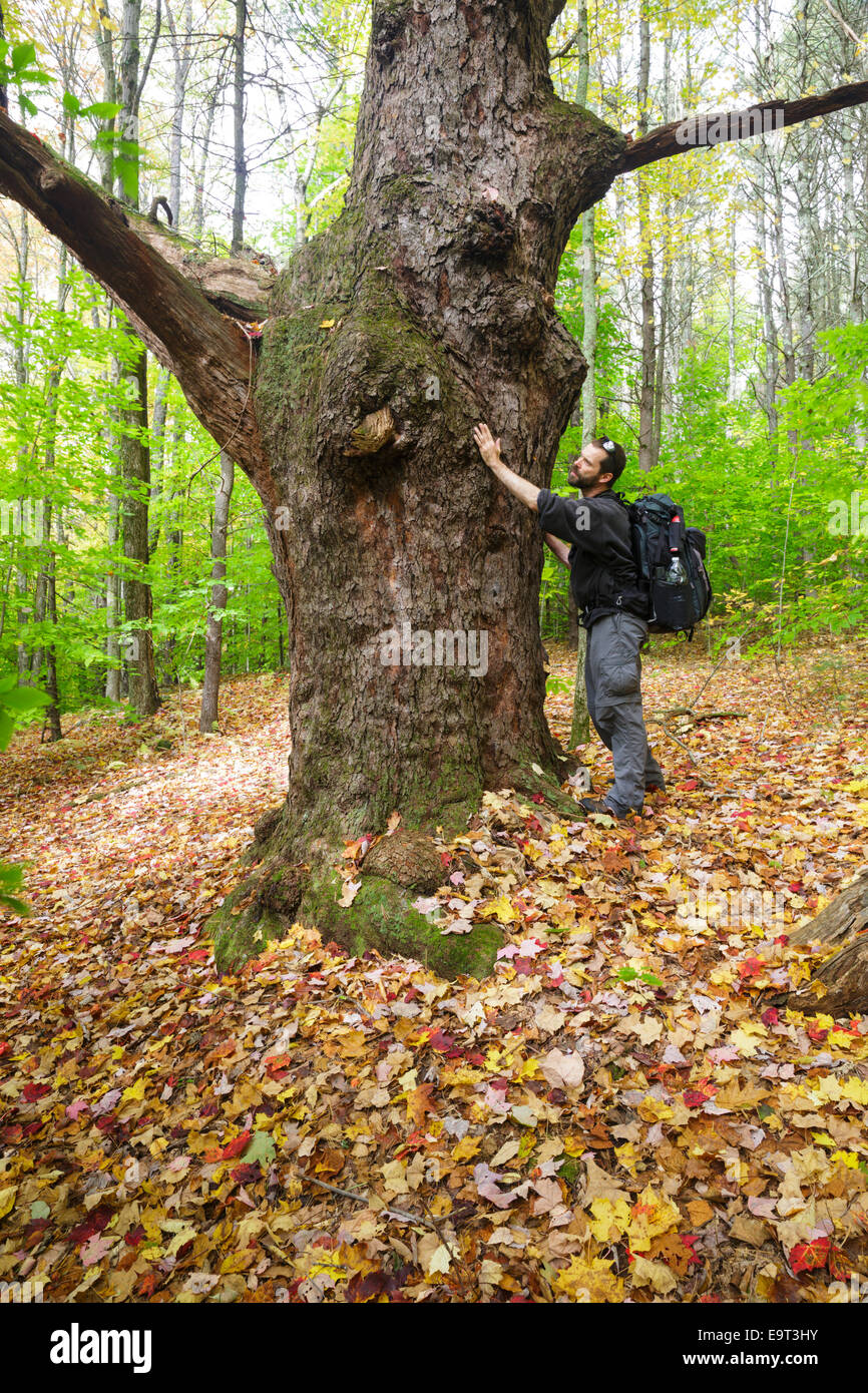 Giant black cherry tree along the Sargent Trail at Friedsam Town Forest in Chesterfield, New Hampshire USA Stock Photo