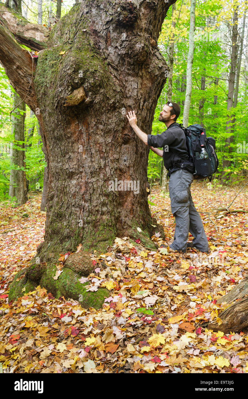 Giant black cherry tree along the Sargent Trail at Friedsam Town Forest in Chesterfield, New Hampshire USA Stock Photo