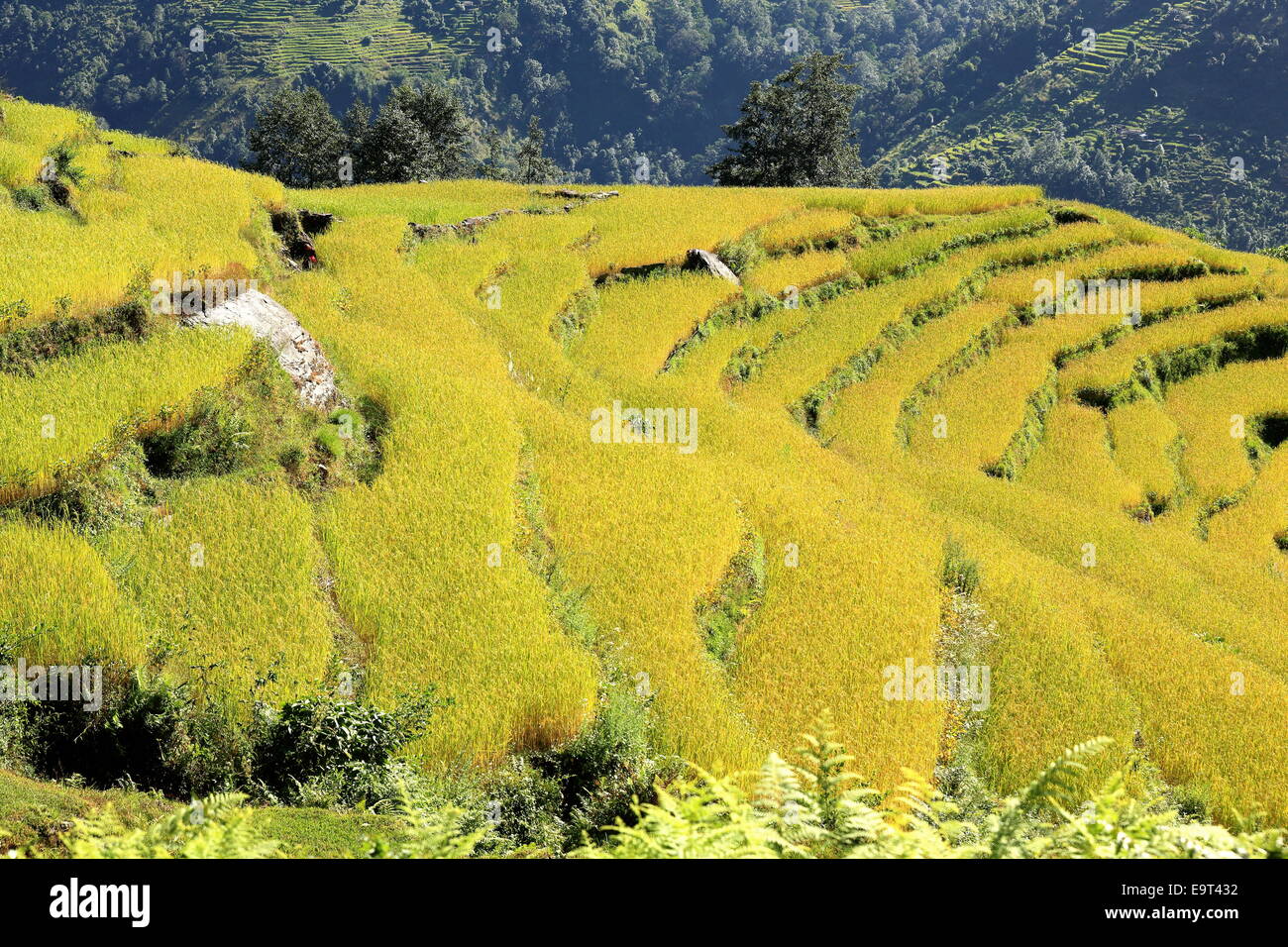 Green fields slope down hi res stock photography and images Alamy