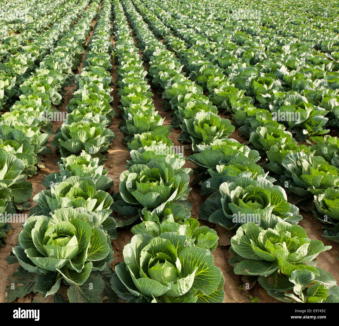 Meadow cabbage hi-res stock photography and images - Alamy