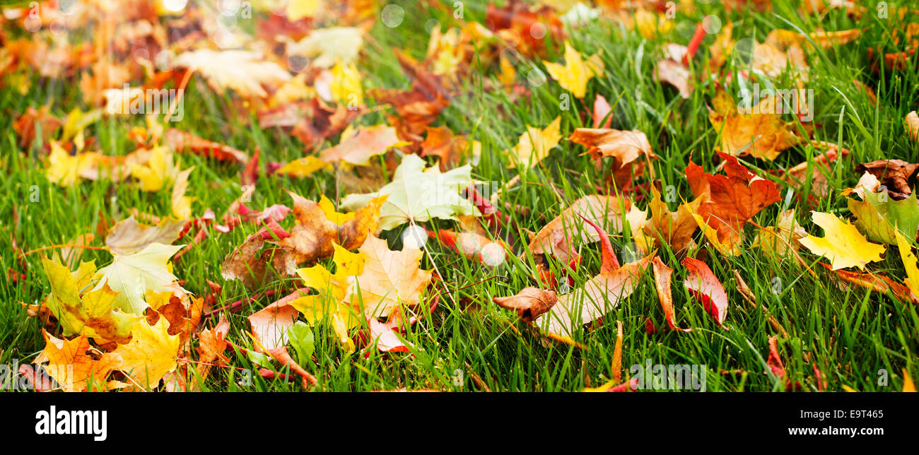 Autumn leaves on green grass Stock Photo - Alamy