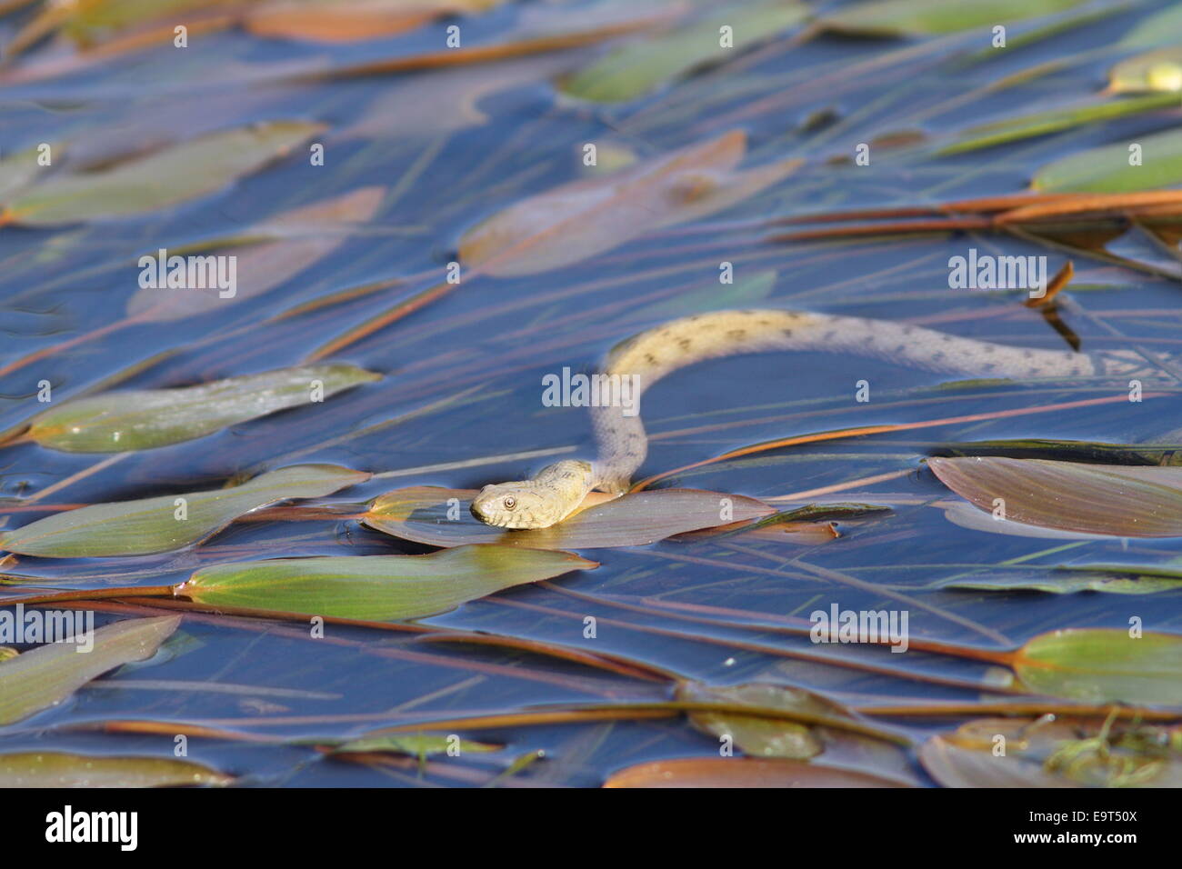 dice snake ( Natrix tessellata ) swimming on water surface, ready to hunt Stock Photo