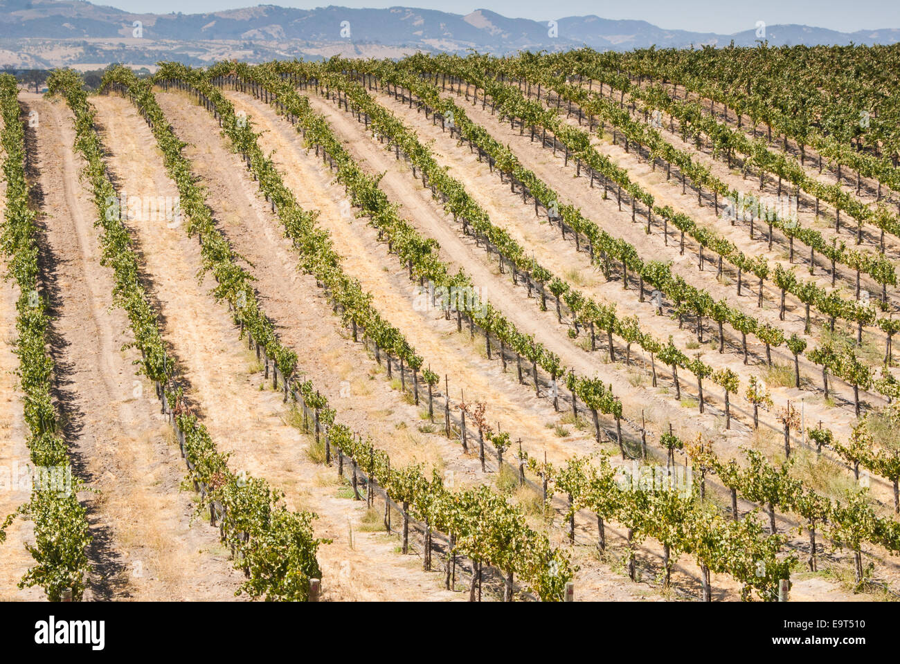 Rows of grapevines in California Wine Country USA Stock Photo Alamy