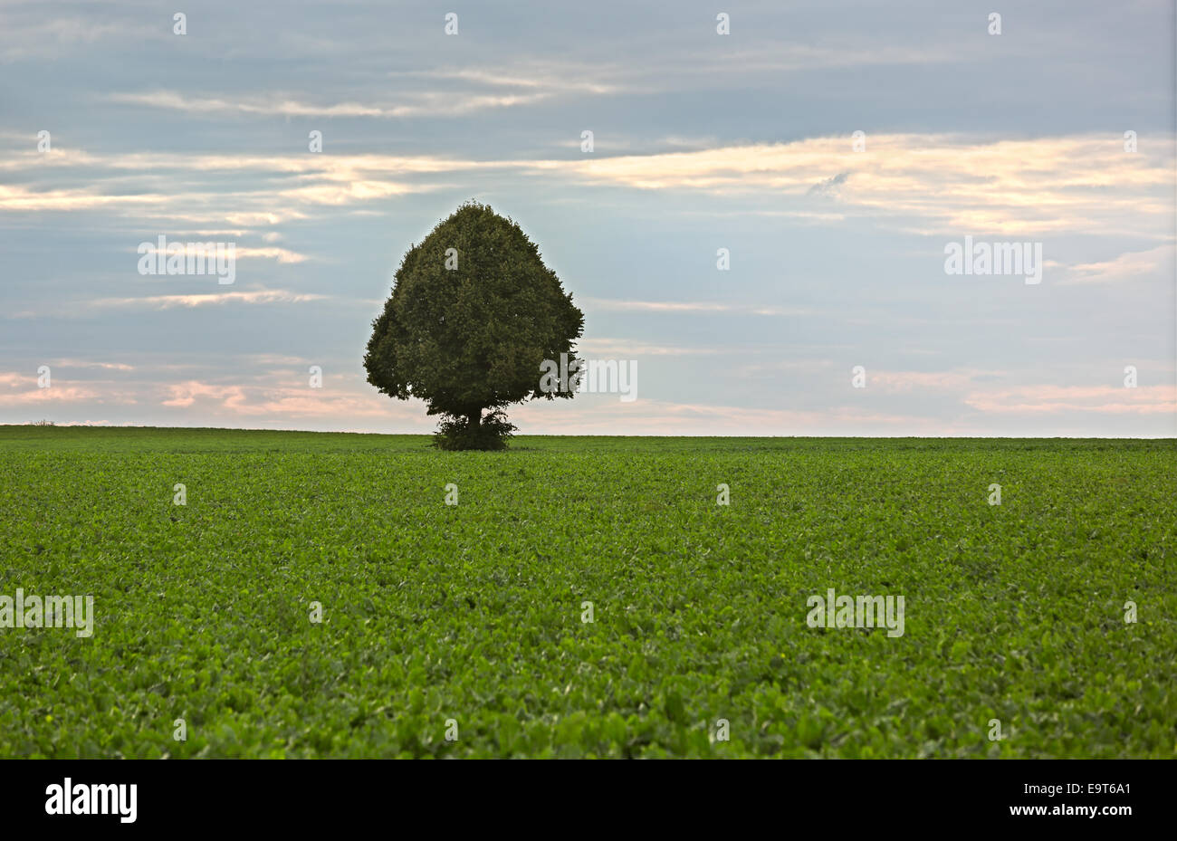 Lonely tree in field of sugar beets, Rhine-Hesse, Germany Stock Photo