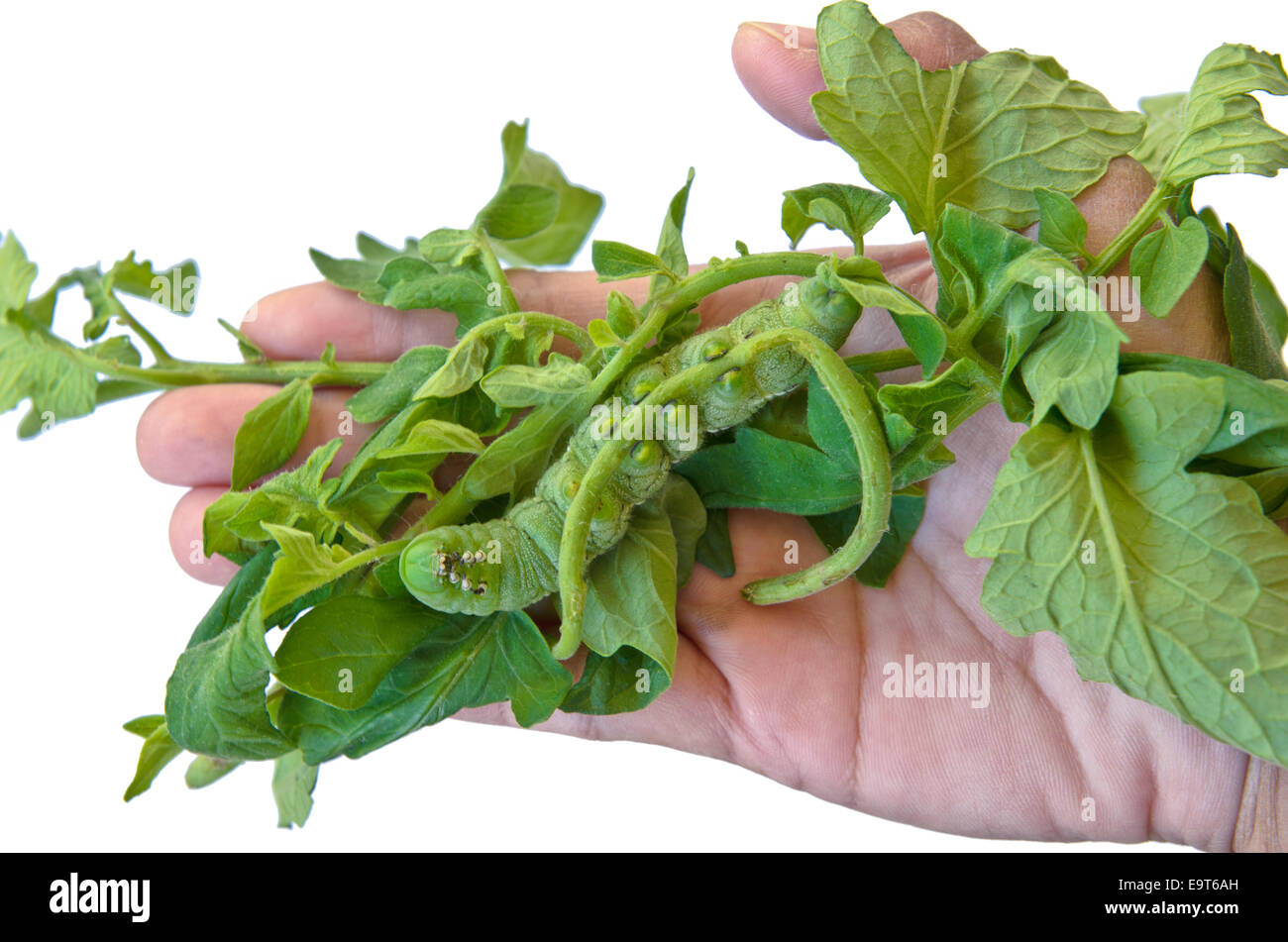 Big green caterpillar eating tomato leaves on hand Stock Photo - Alamy