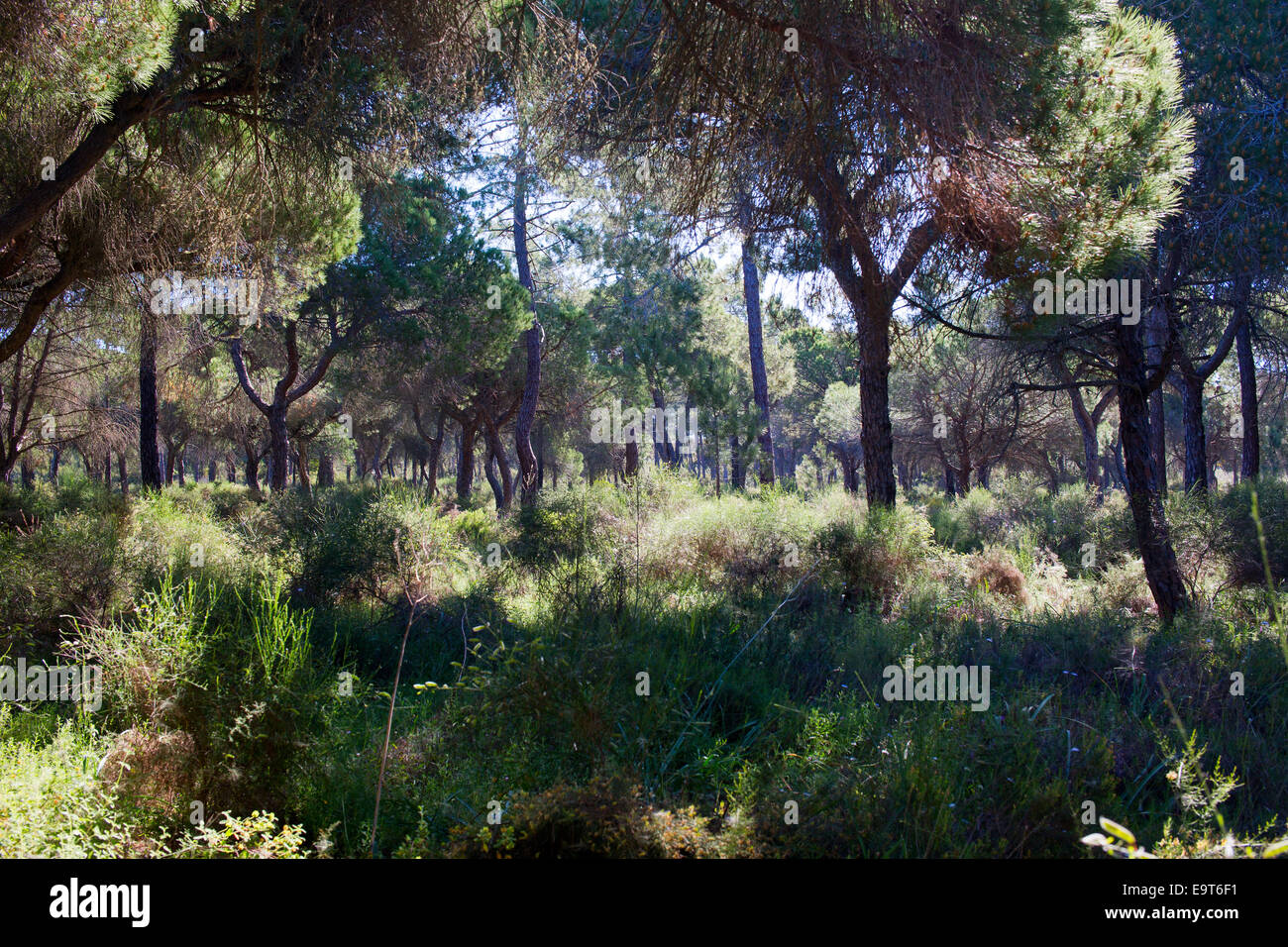 Woodland with a dense understorey, part of the Ria Formosa Nature Park, Algarve, Portugal. Stock Photo