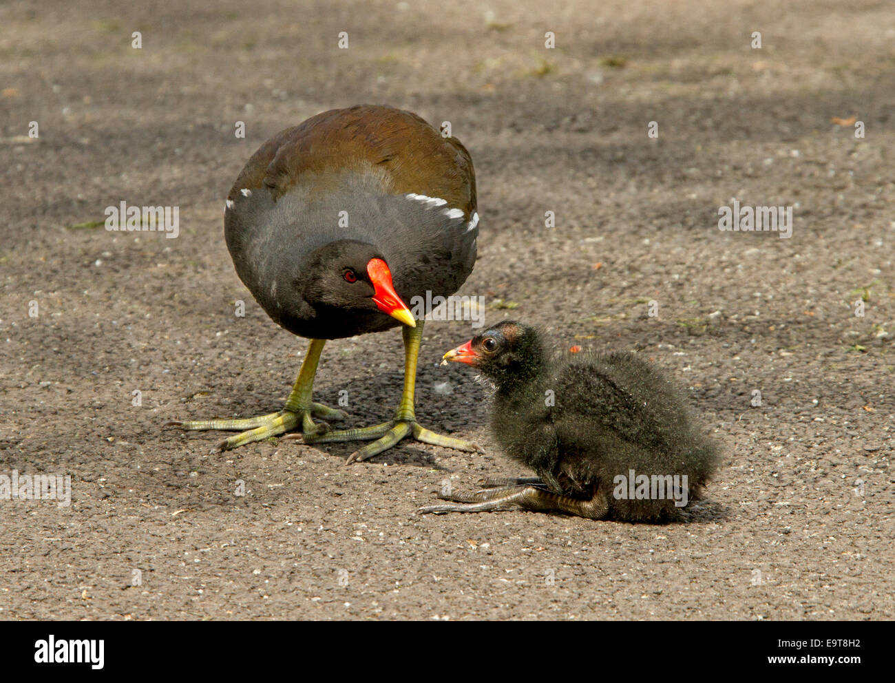 Female moorhen, Gallinula chloropus, with bright red bill offering food to fluffy chick sitting on road near wetlands Stock Photo