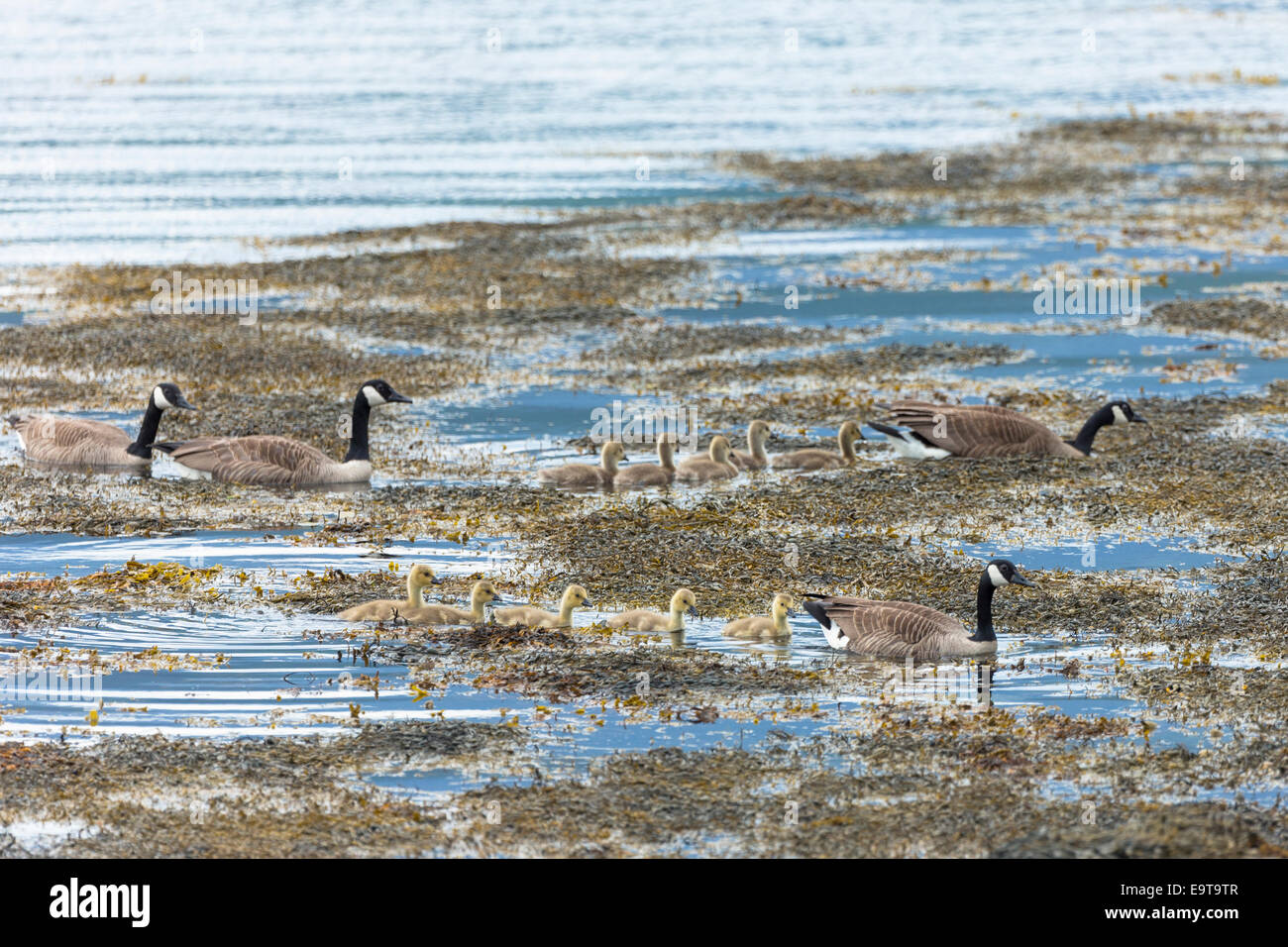 Flock of Canada Geese, Branta canadensis, form goose family group with goslings in loch on Isle of Mull in the Inner Hebrides an Stock Photo