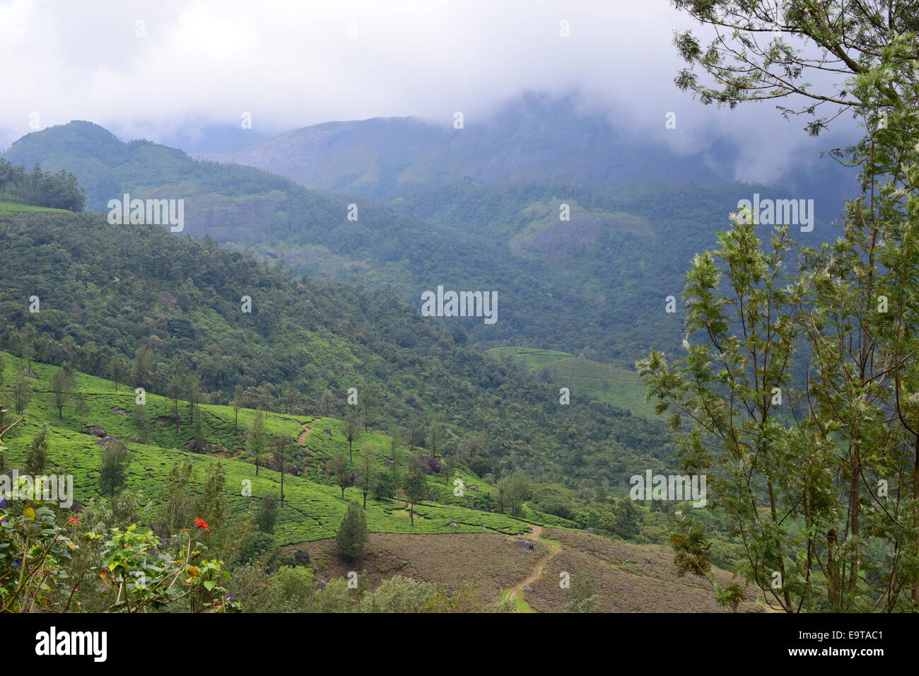 Munnar Landscape view Munnar Western ghats forest hills and Tea