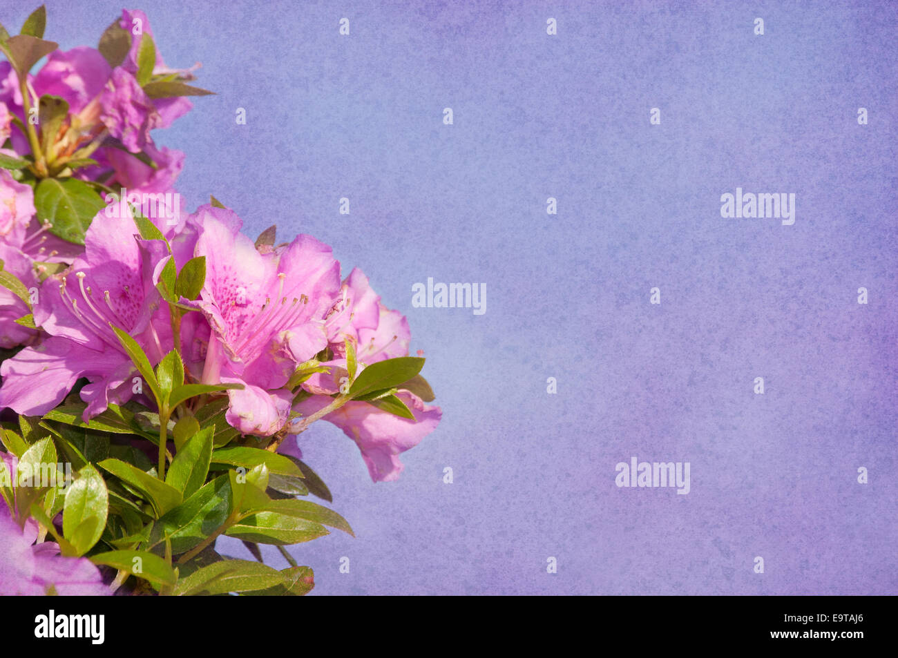 Pink purple blooms hi-res stock photography and images - Alamy