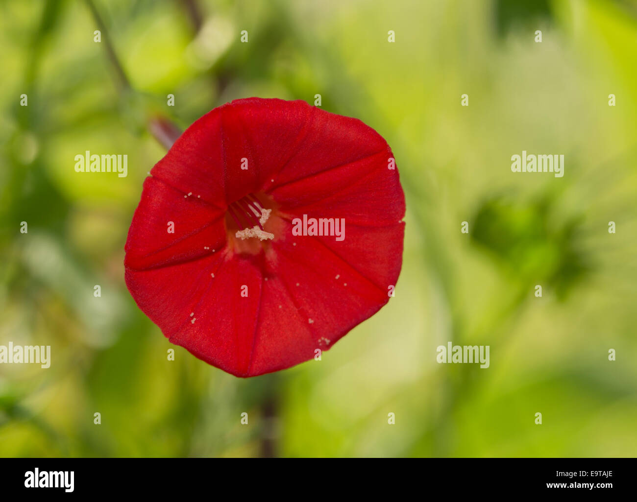 Strikingly red, tiny flower of Cardinal Climber, Ipomoea sloteri, against bright green summer background Stock Photo