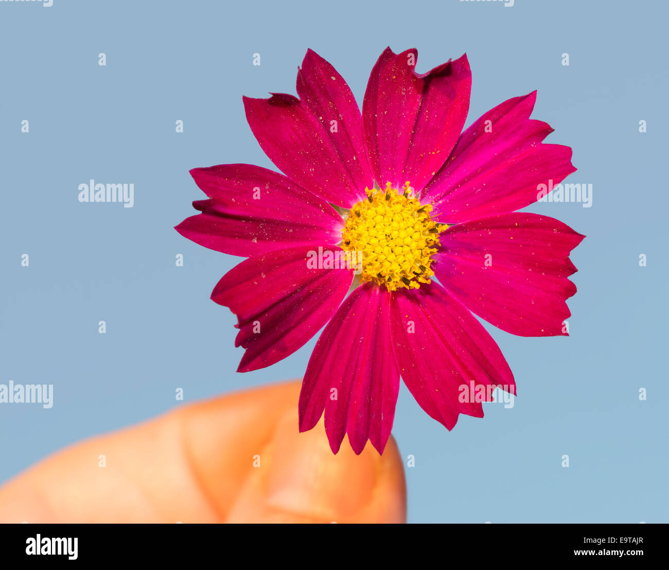 Magenta flower held by fingertips, on blue background Stock Photo