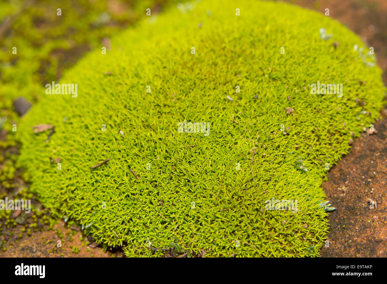 Moss earth hires stock photography and images Alamy