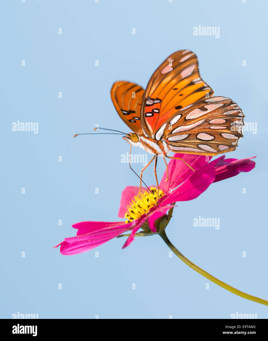 Gulf Fritillary butterfly feeding on a pink Cosmos flower with blue sky background Stock Photo