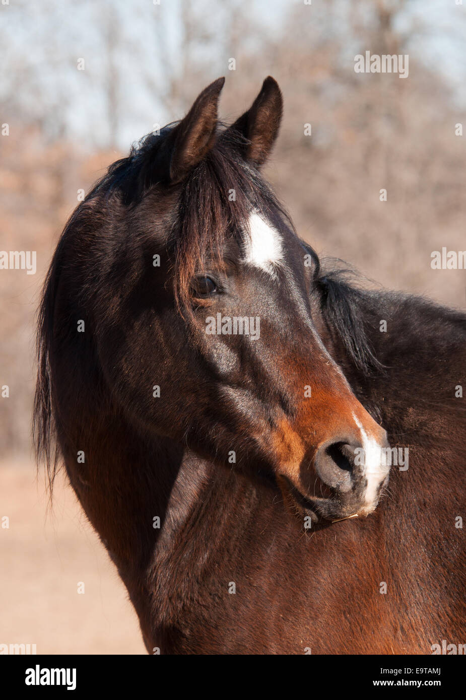 Dark bay Arabian horse looking back to the right of the viewer Stock Photo
