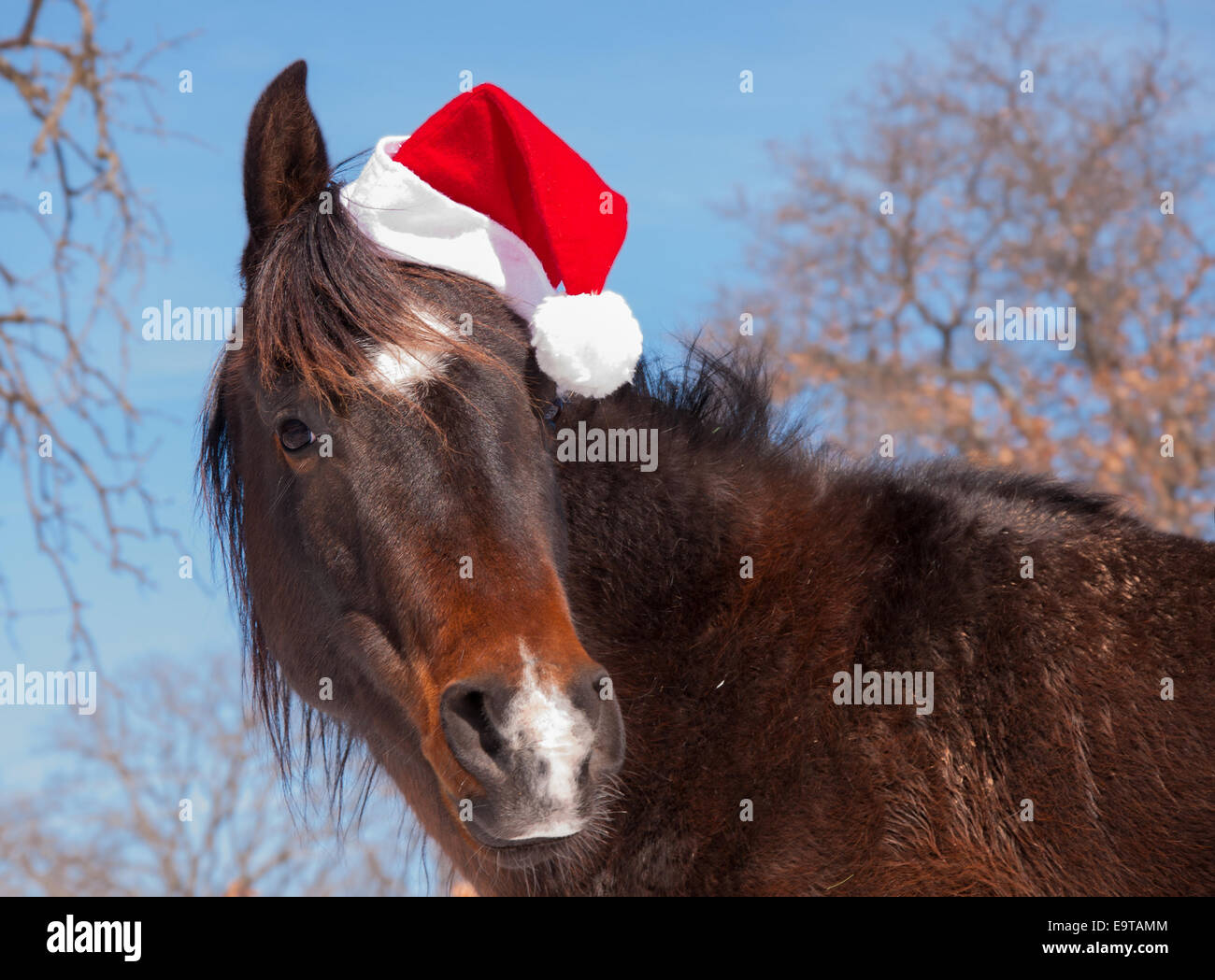 Horse santa hat hires stock photography and images Alamy