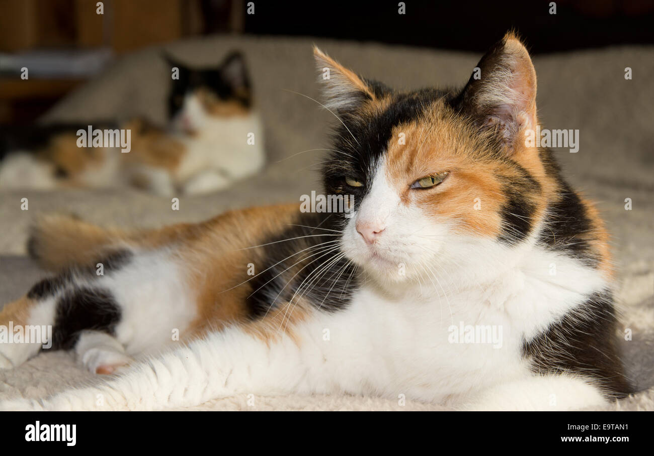 Calico cat resting on a bed, with another one on the background Stock Photo