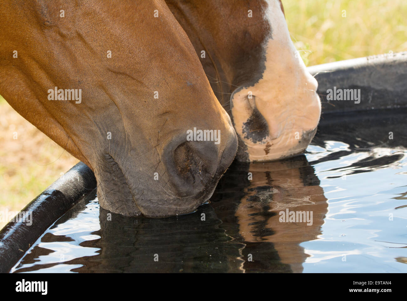 Closeup of two horses with their muzzles in water, drinking out of a