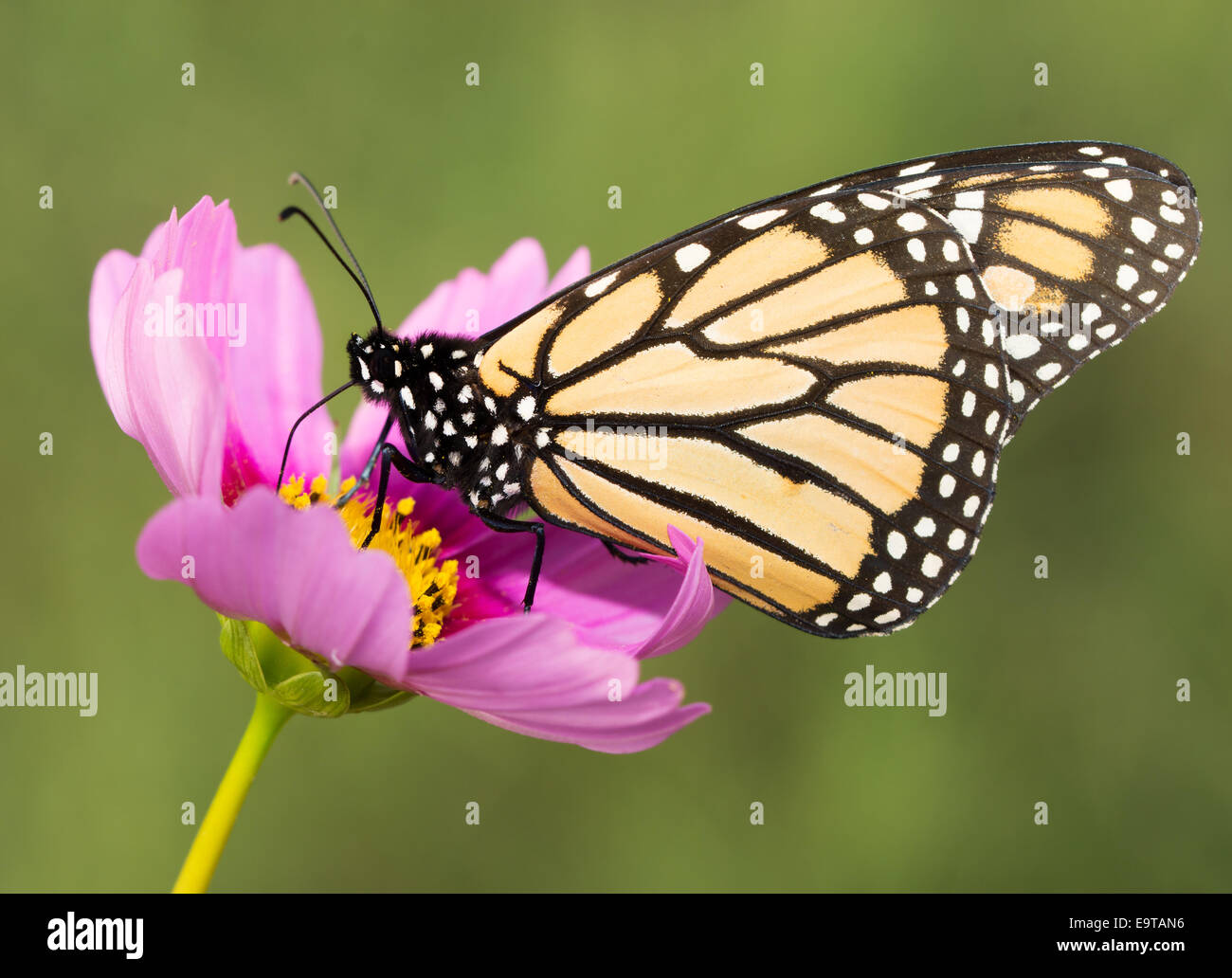 Closeup of a migrating Monarch butterfly feeding on a pink Cosmos flower Stock Photo