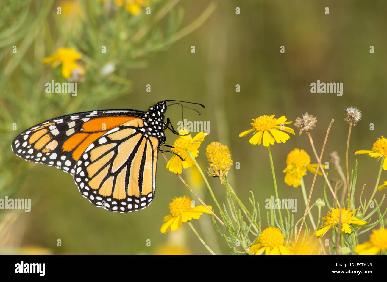 Migrating Monarch butterfly feeding on a Sneezeweed in fall Stock Photo