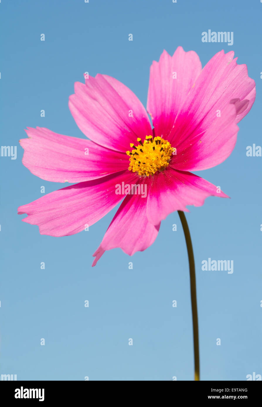 Pink Cosmos flower contrasted against blue autumn sky Stock Photo