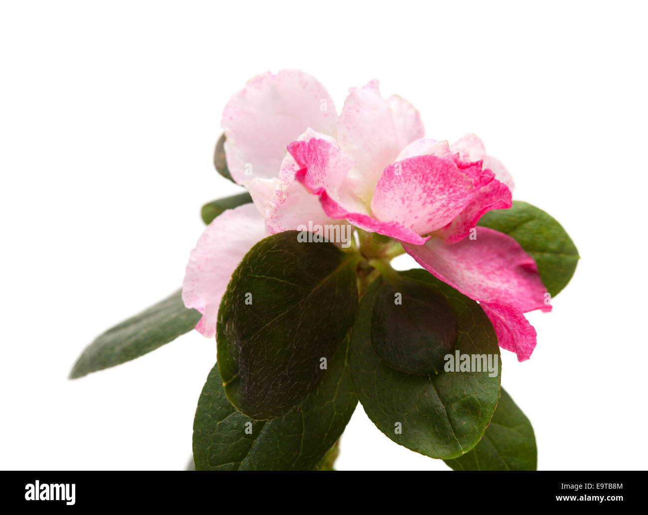 pink azalea isolated on white background Stock Photo - Alamy