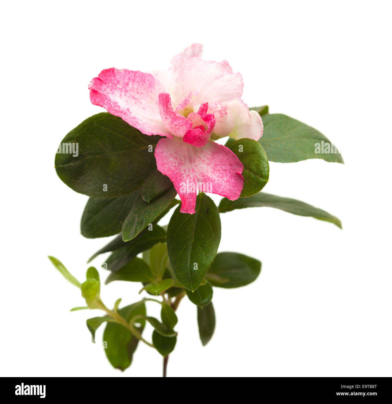 pink azalea isolated on white background Stock Photo - Alamy