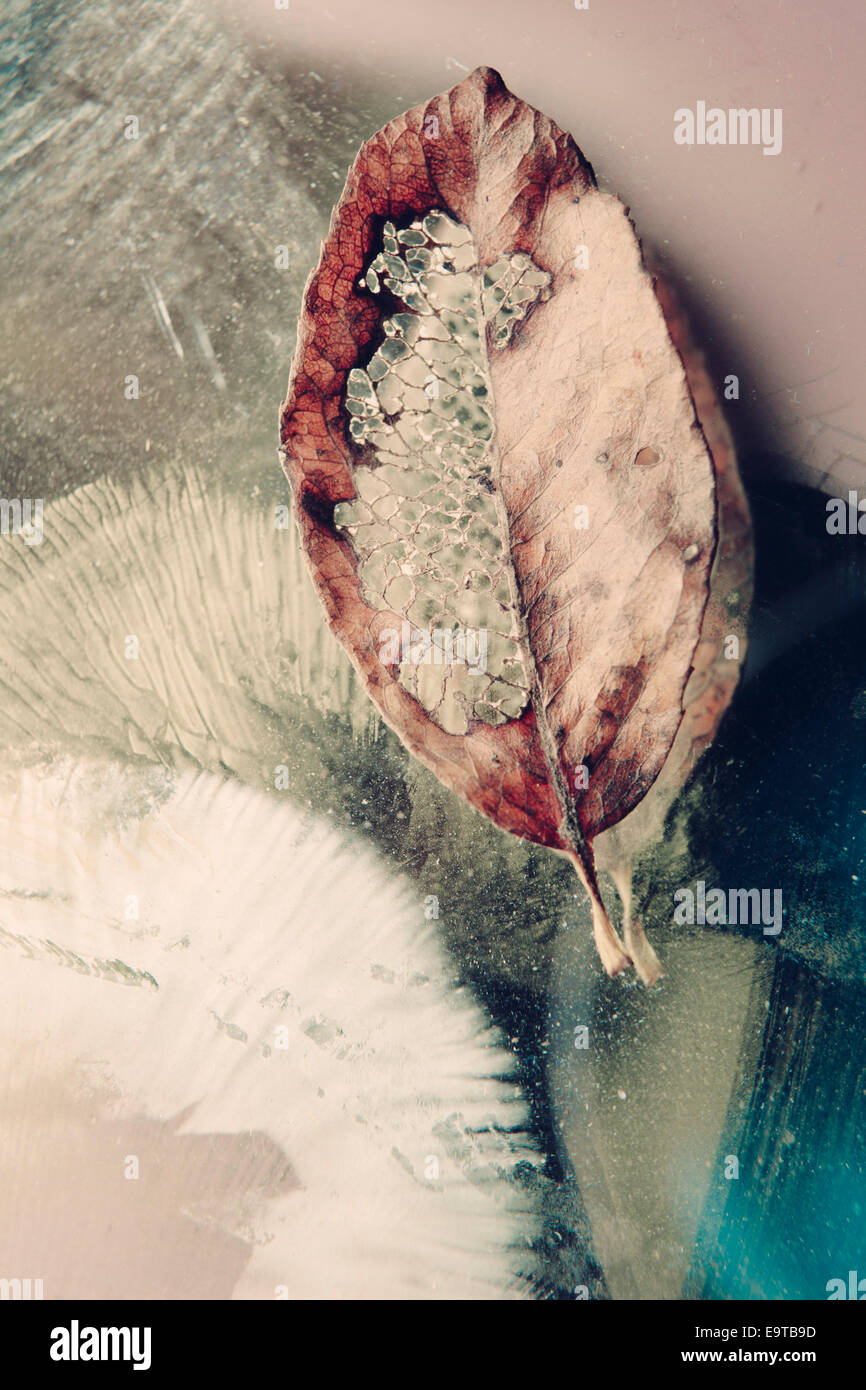 Decaying leaf, mushroom spore print on a mirror close up with vintage coloration. Stock Photo