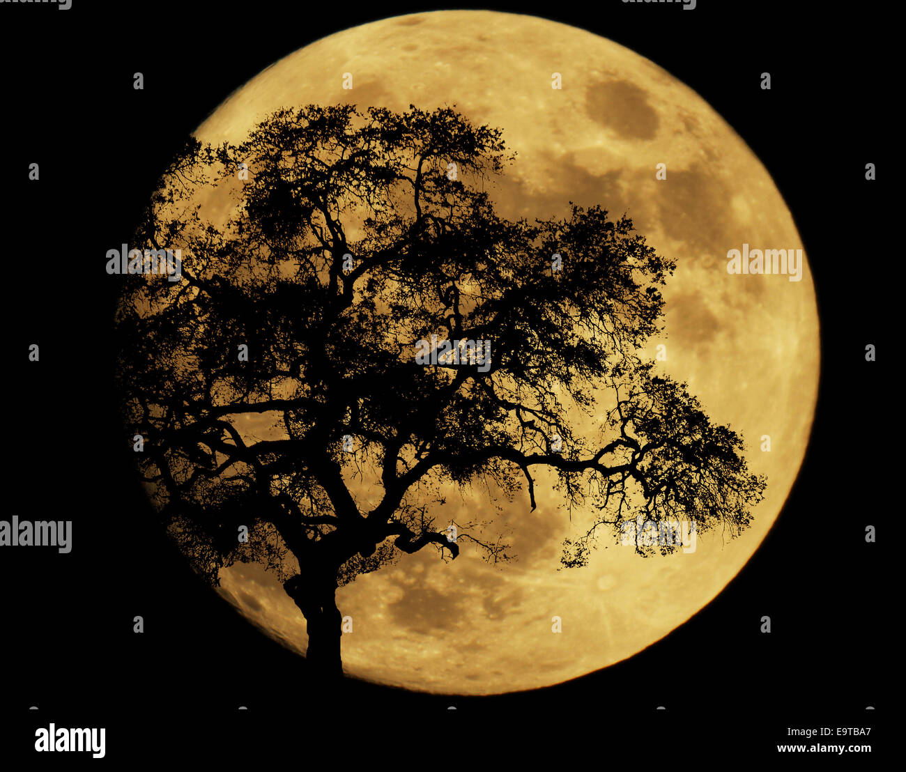Full Moon Trees