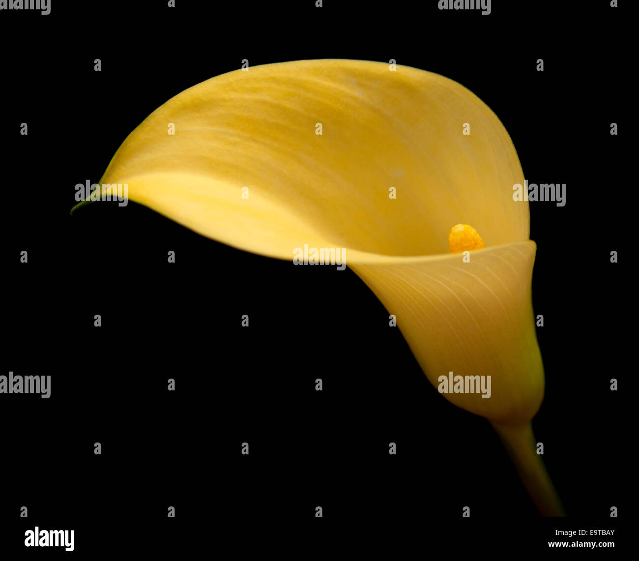 yellow calla lily flower islolated on black background Stock Photo Alamy