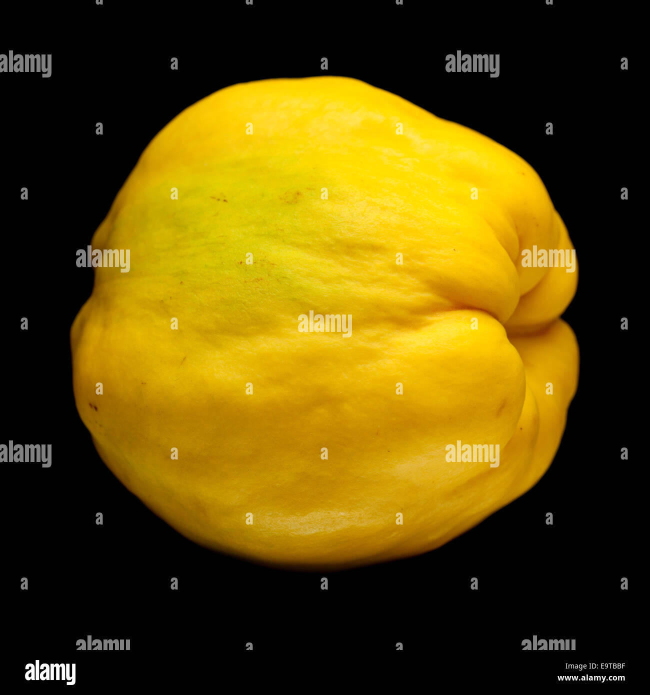 yellow quince fruit isolated on black background Stock Photo