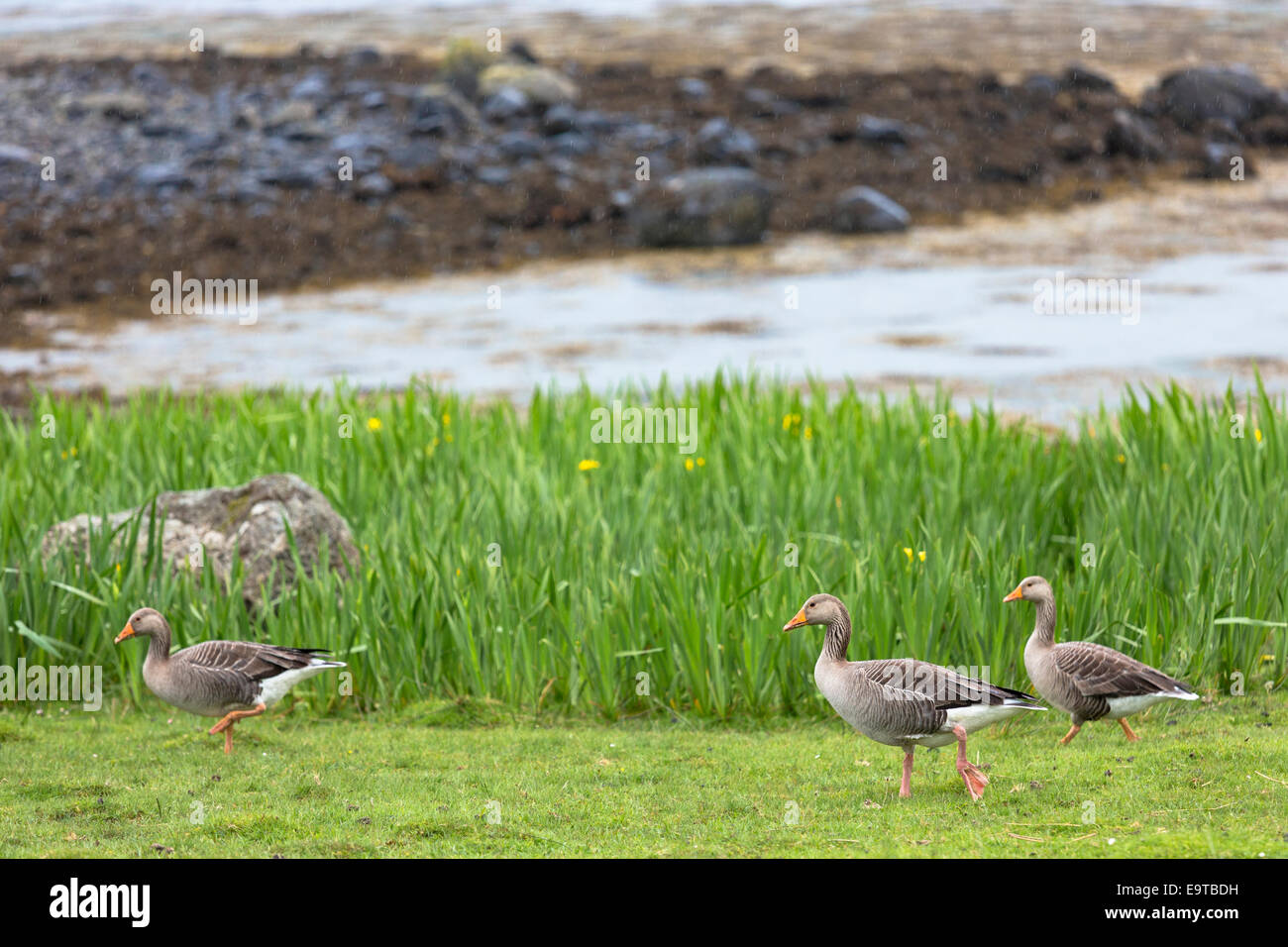 Greylag geese, Anser anser, - Greylags - walking on Isle of Mull in the Inner Hebrides and Western Isles, West Coast of SCOTLAND Stock Photo