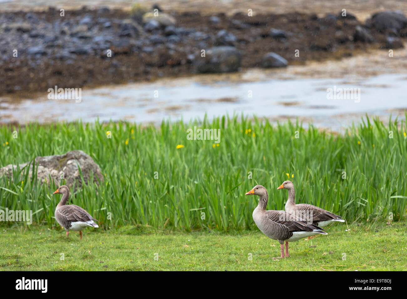 Greylag geese, Anser anser, - Greylags - on Isle of Mull in the Inner Hebrides and Western Isles, West Coast of SCOTLAND Stock Photo