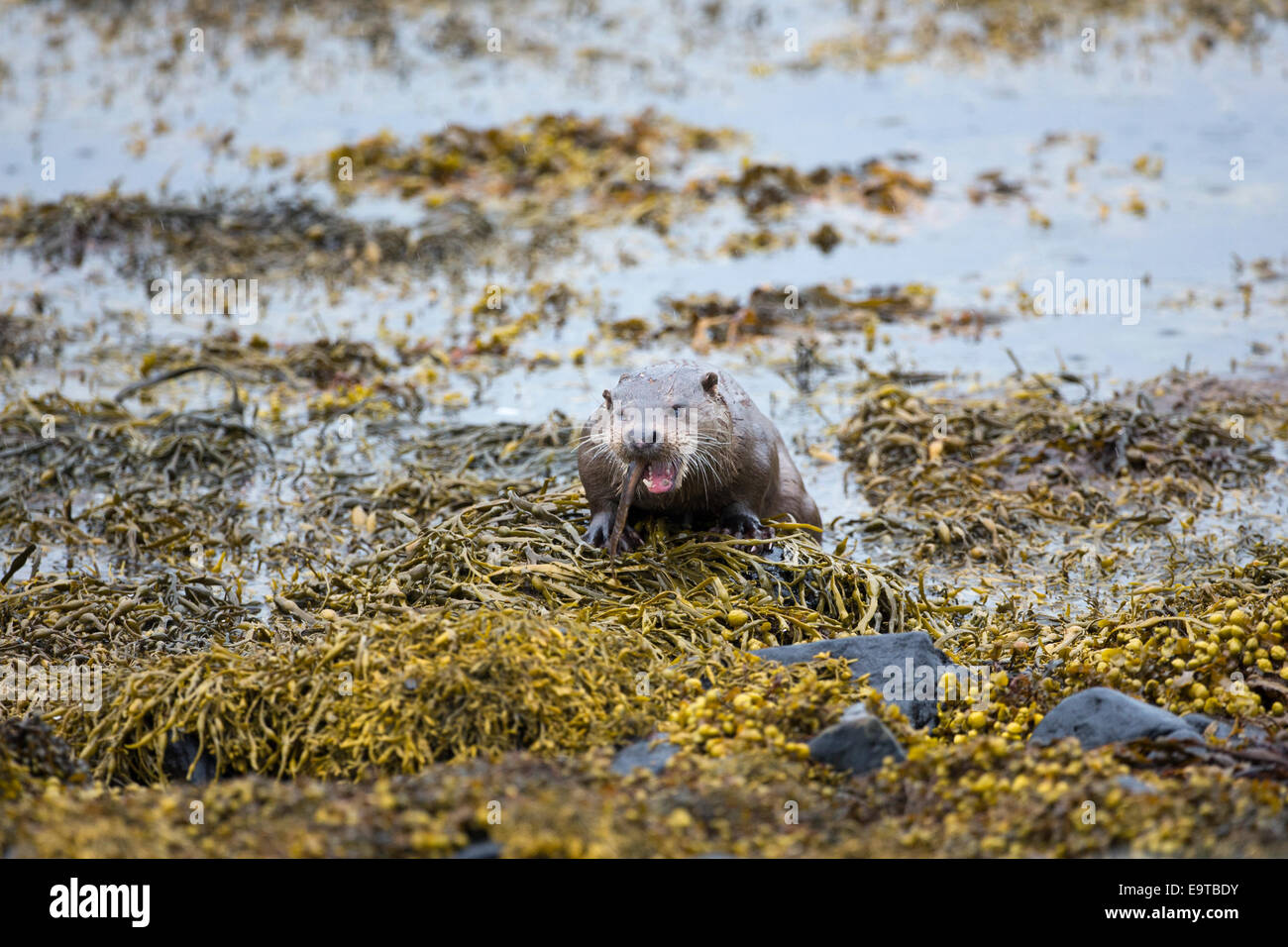 Sea Otter, Lutra lutra, carnivorous semi-aquatic mammal, feeding on eel in natural habitat at side of loch on Isle of Mull in th Stock Photo