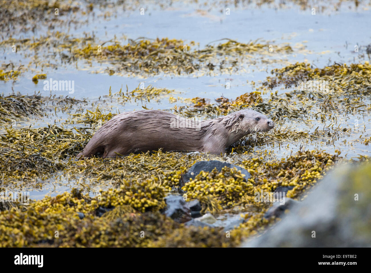 Sea Otter, Lutra lutra, carnivorous semi-aquatic mammal, hunting for food at side of loch on Isle of Mull in the Inner Hebrides Stock Photo