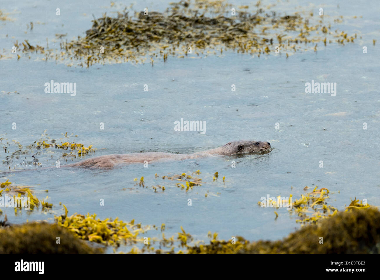 Sea Otter, Lutra lutra, carnivorous semi-aquatic mammal, swimming and hunting for food in loch on Isle of Mull in the Inner Hebr Stock Photo