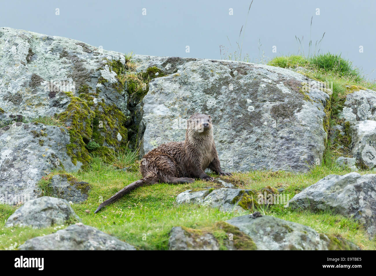 Sea Otter, Lutra lutra, carnivorous semi-aquatic mammal, on dry land by side of loch on Isle of Mull in the Inner Hebrides and W Stock Photo