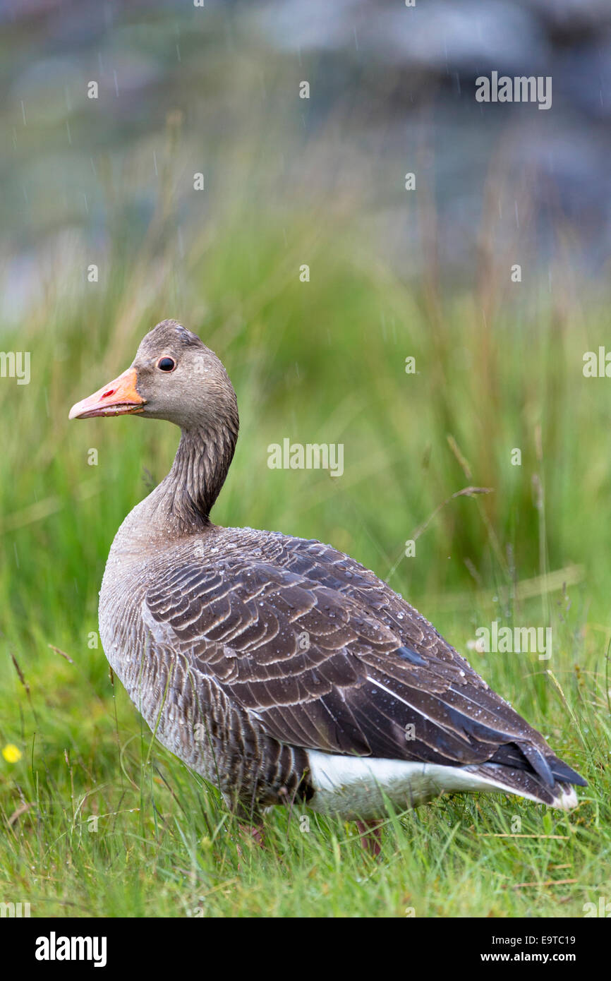 Greylag goose, Anser anser, - Greylags - walking on Isle of Mull in the Inner Hebrides and Western Isles, West Coast of SCOTLAND Stock Photo